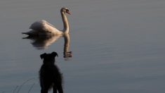 Un cygne tue un cocker qui nageait dans un parc de Dublin, Irlande