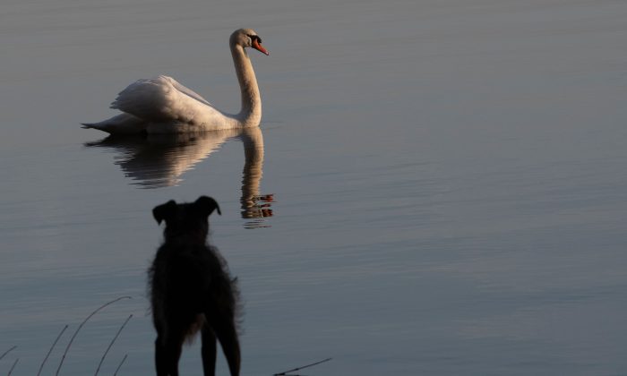 Dans cette image, un chien regarde un cygne nager. (Paul Zinken/AFP/Getty Images)