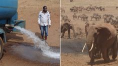 Rencontrez «l’homme de l’eau» qui apporte chaque jour des camions chargés d’eau pour des animaux assoiffés