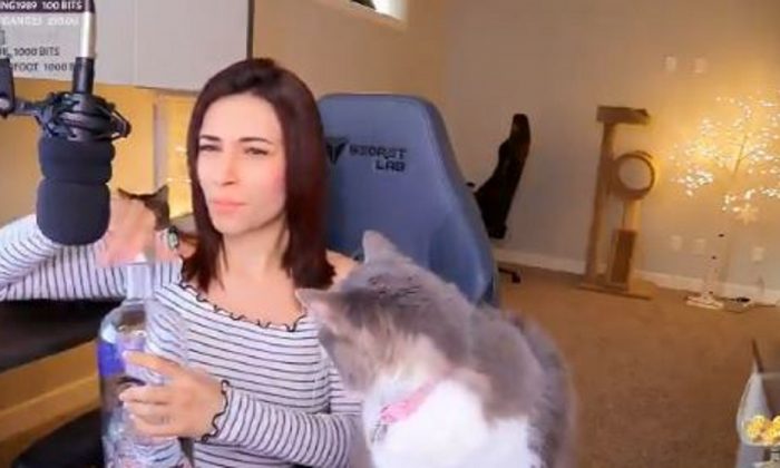 Une joueuse a été vue en train de jeter son chat puis de lui faire boire de la vodka. (Capture d'écran/Twitch)