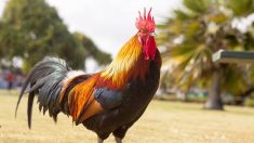 Oise: le propriétaire de Coco le coq condamné à verser 500 euros à sa voisine à cause du bruit