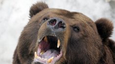 La vidéo d’un homme décharné soit disant attaqué par un ours et découvert dans une grotte, remise en question