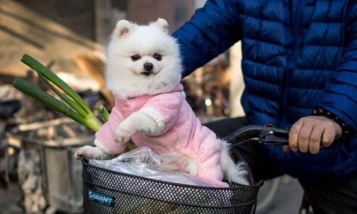 Un chien faisant un tour à bicyclette avec son propriétaire en Chine. (Johannes Eisele/AFP/Getty Images)