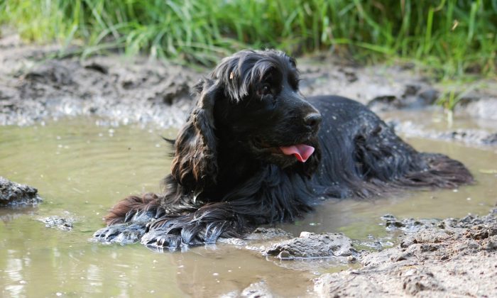 Un cocker spaniel anglais joue dans l'eau sur cette photo d'archives non datée. (Pixabay)