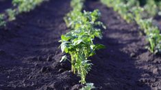 Rappel de pommes de terre dépassant la limite maximale d’insecticide chez Auchan et Lidl