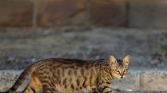 Une femme de 79 ans reçoit une peine de prison de 10 jours pour avoir nourri des chats errants