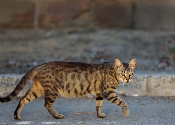 Un chat errant (Hasan Jamali/AFP)