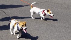 Un chien perd la vie après sa promenade habituelle, les vétérinaires lancent une sérieuse alerte à l’ « insolation » à l’intention des propriétaires d’animaux