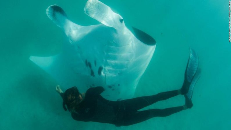 Une énorme raie manta a été filmée demandant à maintes reprises l'aide de plongeurs, lors d'une rencontre remarquable au large des côtes australiennes. (Tourisme Australie-Occidentale/Seadog)