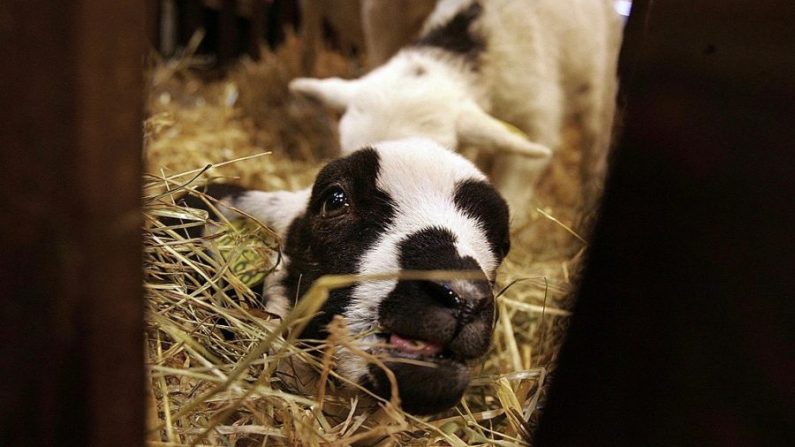 Un agneau "INRA 401" de la ville de Rambouillet, dans le Sud-Ouest de la France, exposé au Salon International de l'Agriculture à Paris. (Olivier Laban-Mattei/AFP/Getty Images)