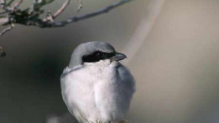 Occitanie : la pie-grièche à poitrine rose, un oiseau en voie de disparition