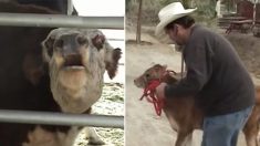 Une vache «pleure» toute la nuit après que son veau a été presque vendu. Quand ils se retrouvent, elle devient folle de joie