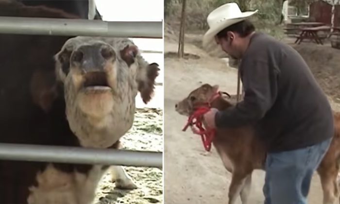 (Capture d'écran de YouTube | gentlebarn)