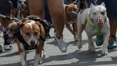 29 chats ont été tués par 2 pit-bulls dans un refuge après que ces derniers ont réussi à sortir de leur enclos