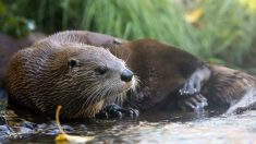 Une loutre meurt après avoir mangé de la nourriture jetée par un visiteur dans son enclos