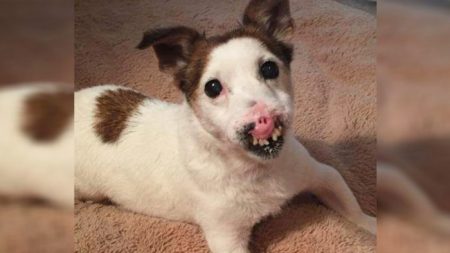 Une chienne errante âgée, née sans nez, trouve enfin une famille qui voit sa beauté