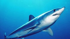 La CITES vote pour la protection des requins makos