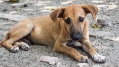 Bretagne : les gendarmes découvrent quinze cadavres de chiens dans le congélateur d’un particulier