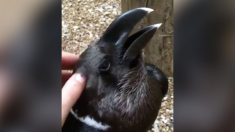 Est-ce un corbeau ou un lapin ? Cette illusion d’optique d’un animal crée de la confusion sur Internet