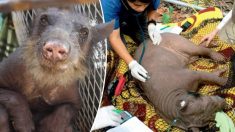 Un ours de cirque est devenu chauve à cause du stress et ses orteils ont été coupés, assistez maintenant à sa bienheureuse libération