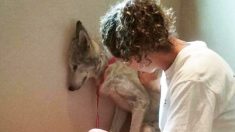 Ce chien-loup malade avait si peur qu’il se cachait et restait à l’écart jusqu’à ce qu’il rencontre un nouvel ami