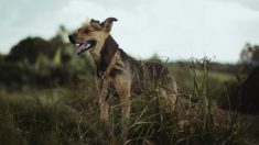 Un chien retrouvé mort le corps percé de flèches, un suspect est recherché