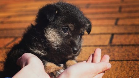 Destiné à mourir dans un sac poubelle, un petit chiot est miraculeusement sauvé