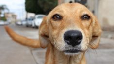 Une femme achète des pilules pour empoisonner des chiens et les prend par erreur