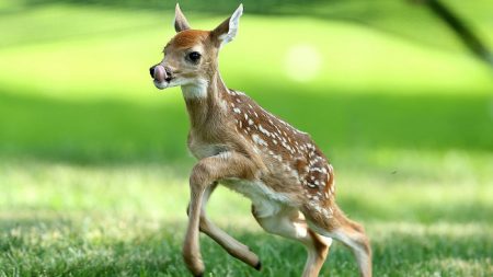 Un faon orphelin se blottit contre une cible de chasse en pensant qu’il s’agit de sa mère