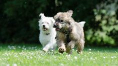 Un jeune homme est hospitalisé – ses chiens parcourent des kilomètres pour l’attendre à la porte