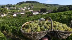 France: la vigne de Bourgogne, « marqueur du réchauffement climatique »