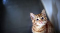 Un athlète paralympique descend de son fauteuil roulant pour sauver un chaton dans un canal