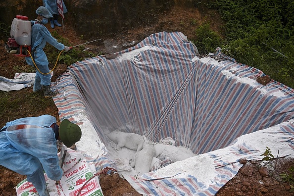 -Cette photo prise le 27 mai 2019 montre des porcs morts dans une fosse isolée après leur mort pour empêcher la propagation de la peste porcine africaine. Des millions de porcs ont été abattus alors que la peste porcine africaine traversait la Chine et au-delà, entraînant des chaînes alimentaires mondiales dévastatrices, les prix du porc devant passer des marchés humides de Hong Kong aux tables américaines. Photo de Manan VATSYAYANA / AFP / Getty Images.