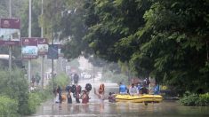 Inde: des crocodiles dans la ville