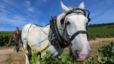 Champagne : chez De Sousa, le cheval est l’avenir de la vigne