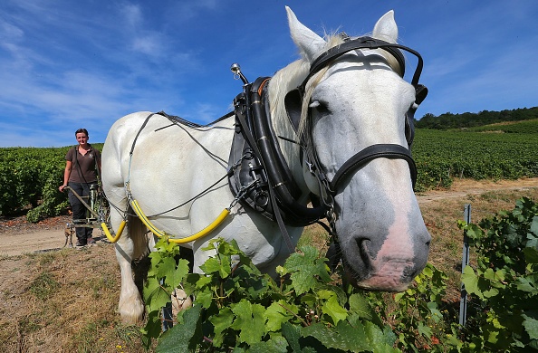 Le 22 juillet 2019, Julie de Sousa et son cheval « Vidoc » travaillent dans le vignoble de la famille de Sousa à Avize, dans la Marne. La maison familiale de Champagne de Sousa s’active depuis longtemps dans la viticulture biologique et préfère utiliser des chevaux de trait au lieu de tracteurs moins respectueux du sol. Photo de FRANCOIS NASCIMBENI / AFP / Getty Images