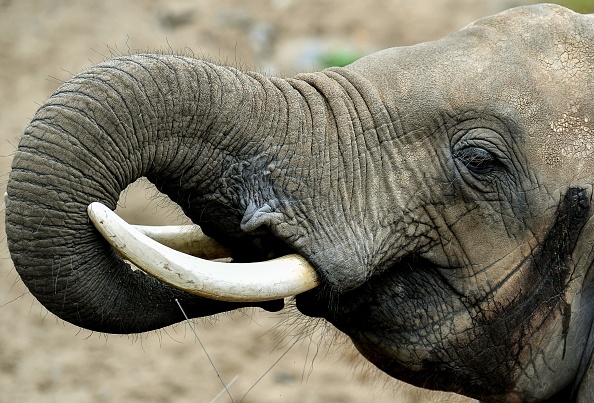   Photo : PHILIPPE HUGUEN/AFP/Getty Images