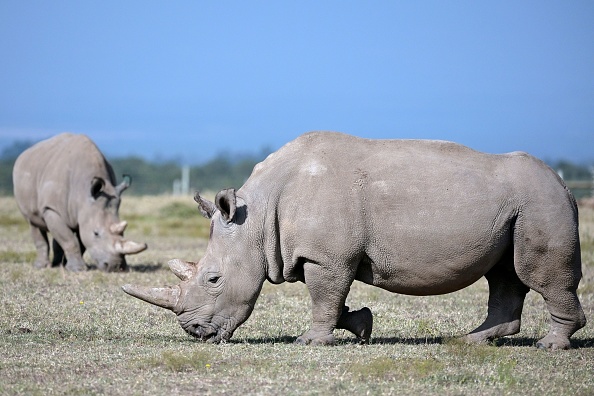 -Najin (au premier plan), 30 ans, et sa progéniture Fatu, 19 ans, deux rhinocéros blancs du Nord, les deux derniers rhinocéros blancs du Nord restés sur la planète, broutent dans leur enclos sécurisé le 23 août 2019 au Conservatoire Ol Pejeta de Nanyuki, 147 kilomètres au nord de la capitale kényane, Nairobi. Photo de TONY KARUMBA / AFP / Getty Images.