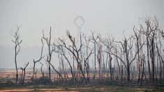 Le Brésil entre en action contre les incendies en Amazonie