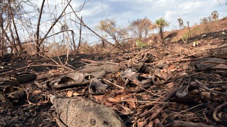 Incendies en Bolivie: de nombreux animaux ont péri par les flammes