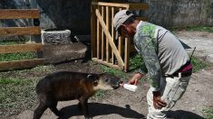 Au Honduras, un zoo de narco-trafiquants transformé en refuge de tapirs