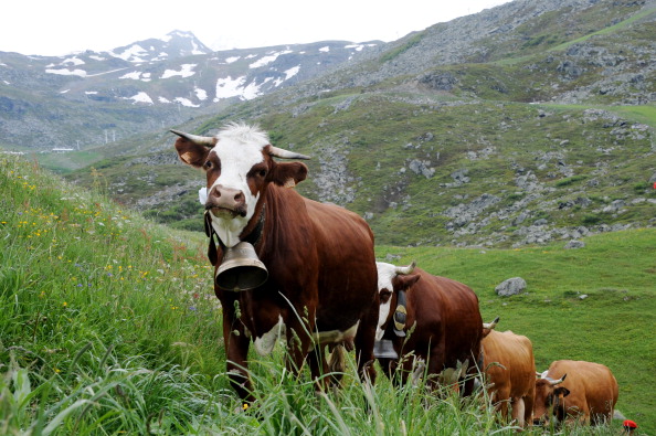 -Les vaches de la race "Abondance" arrivent dans un alpage le 28 juin 2013 à Saint-Martin-de-Belleville, dans les Alpes françaises, lors d'une transhumance vers les alpages en montagne. Photo JEAN-PIERRE CLATOT / AFP / Getty Images.