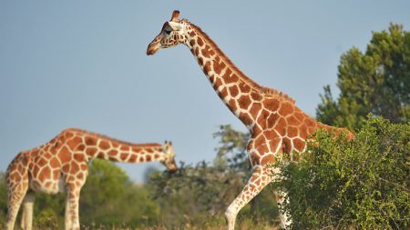 La CITES confirme la protection des girafes ou encore des requins makos