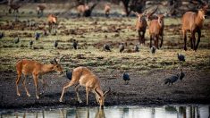 Niger: la plus grande réserve naturelle d’Afrique menacée par l’exploitation pétrolière