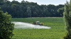 Un maire convoqué au tribunal pour avoir interdit l’usage des pesticides près des habitations