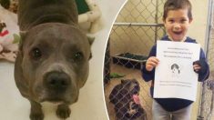 Un enfant de 4 ans apprend qu’il ne peut pas adopter de pitbull, alors il a une idée géniale