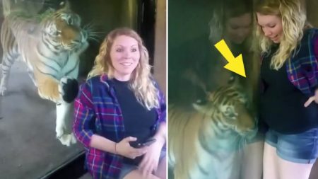 Une maman enceinte prend un selfie avec un tigre, regardez le moment où il voit son ventre maternel proéminent