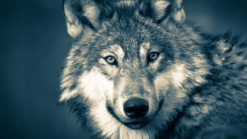 Photo d'illustration d'un loup. (Stock image/Pixabay)