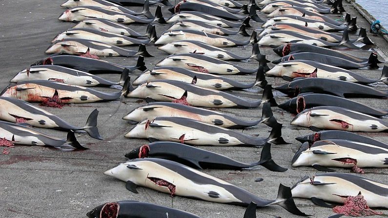 Pêche de dauphins sur les Îles Féroé. (Wikimedia Commons)