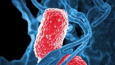 Une bactérie ultra-résistante aux antibiotiques se propage dans les hôpitaux européens